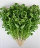 Coriander