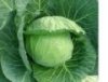 Cabbage