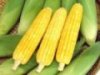 Super Sweet Corn