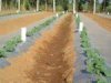 Silver Mulching Film